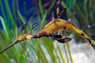 Por primera vez nacen increíbles dragones de mar en Europa