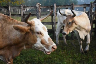 Montoya Olvera reiteró que en el Estado de México no existe registro de personas afectadas