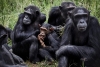 ¡Alerta! Científicos descubren los primeros casos de lepra en chimpancés salvajes