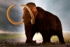 Buscan revivir al mamut lanudo