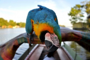 Así es como el cambio climático está deformando las aves del amazonas