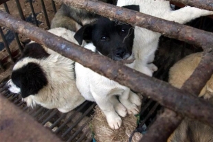 Necesario regular mercados de animales para evitar pandemias