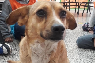 Conoce a “Chiquita”, la perrita que va a clases