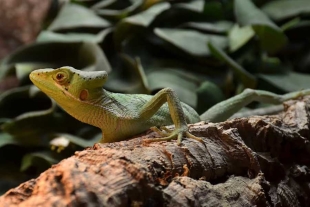 El Zoológico informó que las pequeñas iguanas permanecerán dentro del criadero de reptiles