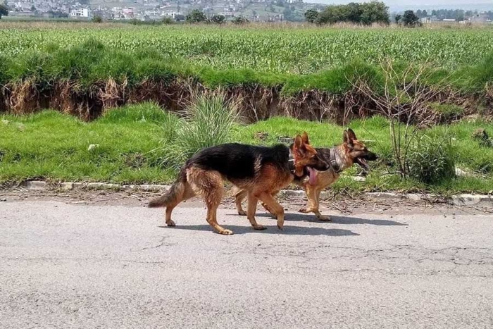 Rescatan a perrita ciega y a su compañero en Toluca