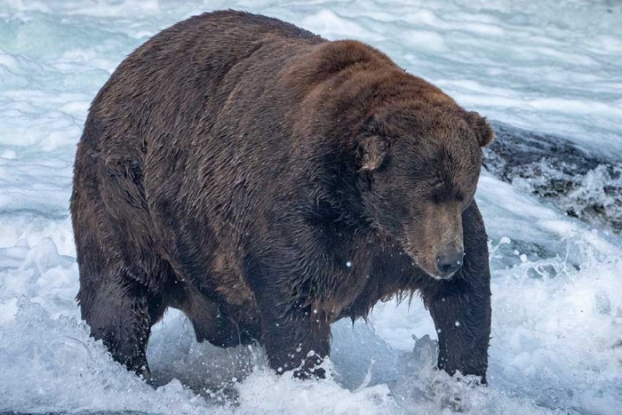 ¡Conócelo! Ya hay ganador del concurso que premia al oso pardo más “gordito” de Alaska