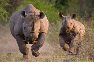 30 rinocerontes blancos se “mudan” a Ruanda en busca de salvar la especie