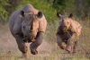 30 rinocerontes blancos se “mudan” a Ruanda en busca de salvar la especie