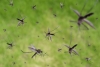 El cambio climático provocará que los mosquitos sobrevivan todo el año