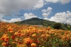 Prevén incremento de ventas de flores hasta un 90% por Día de Muertos