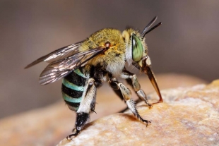 Las hermosas abejas azules de Australia que sorprendieron a sus pobladores