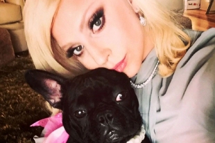 Recuperan sanos y salvos a los bulldogs franceses robados de Lady Gaga