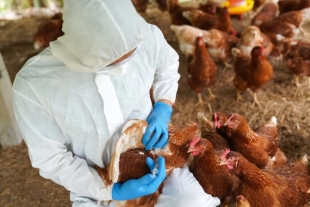 OMS confirma la primera muerte en China de una persona contagiada con gripe aviar