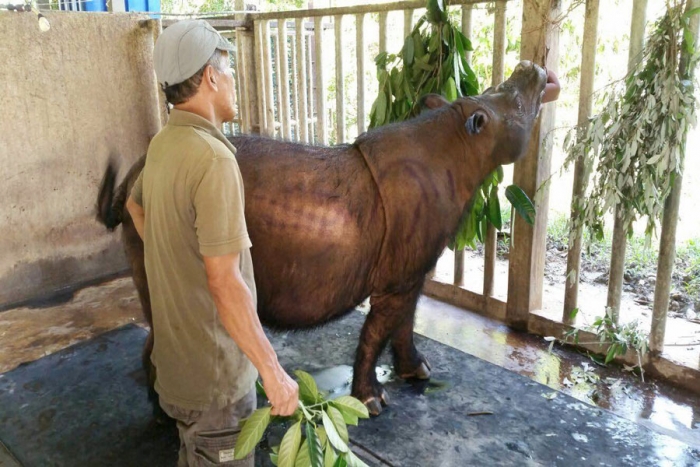 Muere el último rinoceronte de Sumatra de Malasia