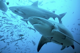 Estudio revela que los tiburones pueden crear relaciones afectivas de larga duración