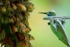 Dron “colibrí” se infiltra en enjambres de mariposas monarca