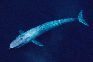 Hallan fósil de una ballena azul de 26 metros, el más grande jamás descubierto