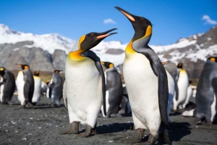 ¿Vivimos engañados? La vida amorosa de los pingüinos no es tan monógama como pensamos