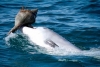Delfines transmiten técnicas de caza de padres a hijos