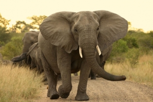 La extinción amenaza a los elefantes africanos