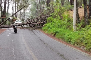 Lluvias provocan caída de árbol en Avándaro y corte de energía eléctrica