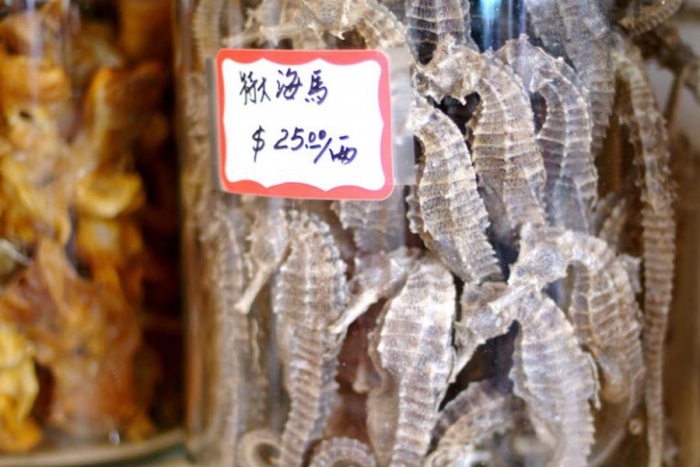 Crece el comercio ilegal de caballitos de mar entre México y China