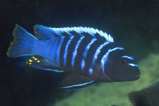 ¡Increíble! Estos peces saben sumar y restar