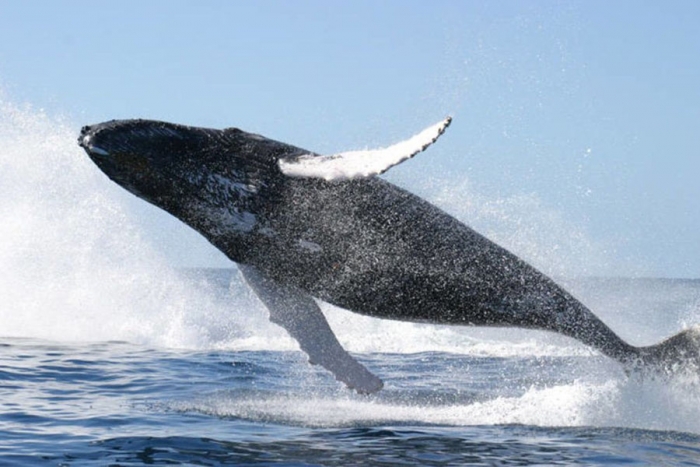 Ballena gris bate un nuevo récord tras nadar del norte del pacífico a Namibia