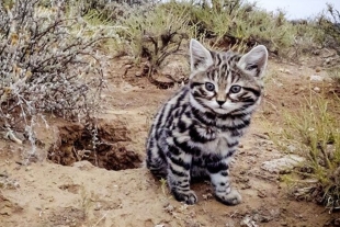 Este pequeño gato es el más letal del mundo