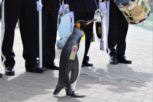 Un pingüino de Edimburgo asciende a general de división del ejército noruego