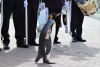 Un pingüino de Edimburgo asciende a general de división del ejército noruego