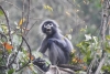 Primate recién descubierto ya se encuentra en lista de peligro de extinción