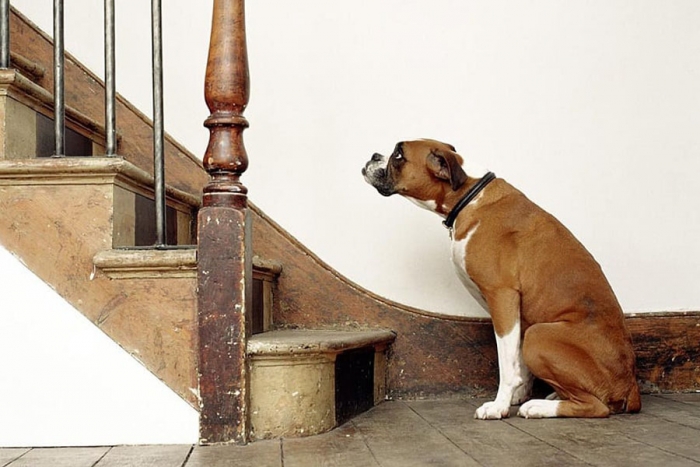 Escaleras para perros: Subir y bajar en forma segura