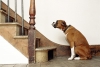 Subir y bajar escaleras puede dañar la columna vertebral de tu perro
