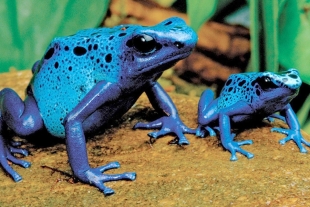 Ranas punta de flecha, las más venenosas