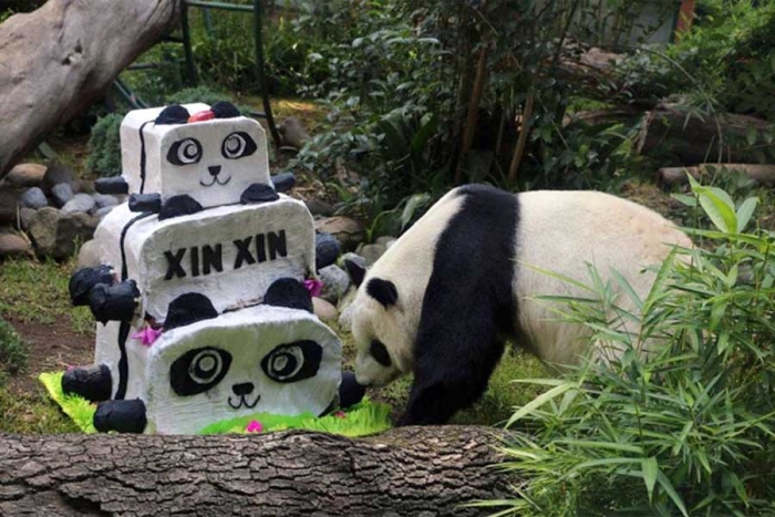¡Felicidades! Pandas gigantes de Chapultepec celebran su cumpleaños