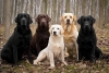 ¿Labrador o bulldog? Estas fueron las razas de perros más populares en 2021