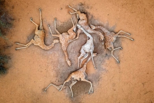 Decenas de jirafas son encontradas muertas a causa de la sequía en Kenia