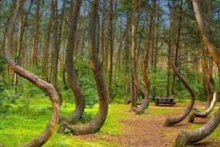 El misterioso bosque de Hoia Baciu, el Triángulo de las Bermudas de Transilvania