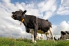 “Eco-Milk”: En Tasmania, venden la leche más amigable con el planeta