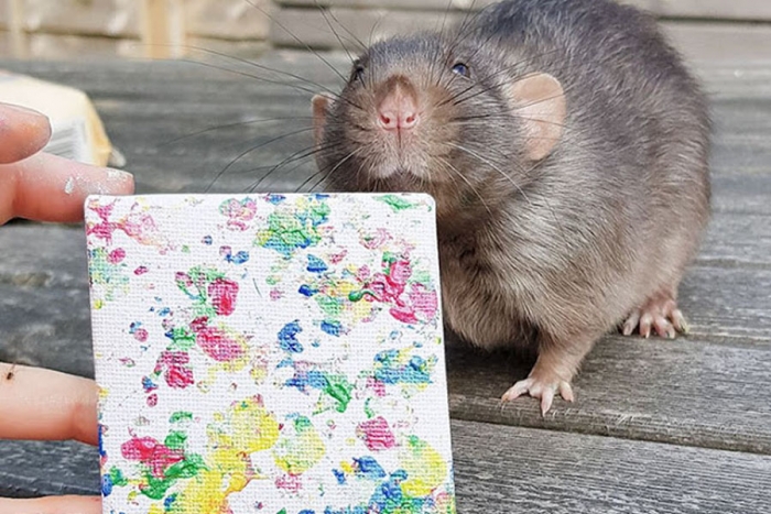Ratas se vuelven famosas por pintar obras de arte
