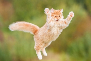 ¿Cuál es el secreto de los gatos para caer de pie?