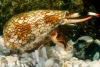 Investigan veneno de caracol marino para tratar Alzheimer y Parkinson