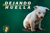 Club de fútbol en México crea campaña a favor de perritos abandonados