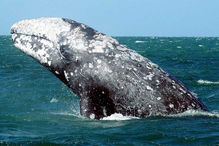 ¡Buenas nuevas! Aumentan ejemplares de ballena gris en reserva de Baja California Sur