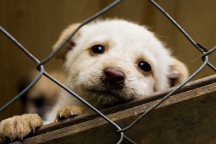 Este apoyo financiero se tiene contemplado para que los nuevos dueños cubran los primeros gastos veterinarios