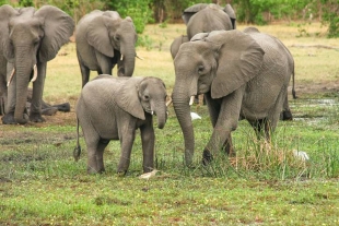 Los elefantes escogen el plato más lleno gracias a su olfato