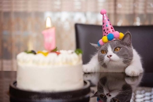 De acuerdo con un estudio elaborado en Australia, las personas que tienen gatos dieron muestras de ser más seguras de sí mismas, felices y menos nerviosas. 