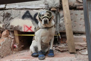 “Frida”, la perrita rescatista, será homenajeada y todas las mascotas son bienvenidas