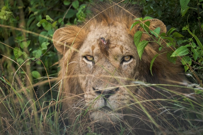 Uganda castiga con 17 años de cárcel a dos cazadores furtivos por envenenar y matar a leones